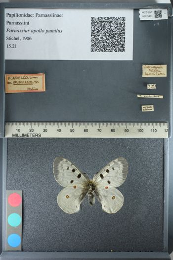 Media type: image;   Entomology 175401